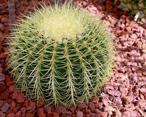 Kidsmodulor_4 foto cactus